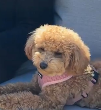 Close-up portrait of Coco, a caramel-colored toy poodle wearing a pink harness.