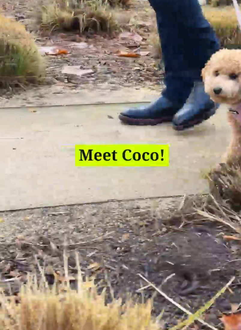 Still from Robinhood's official video: Coco the toy poodle walking on a path, with an on-screen caption reading "Meet Coco!"