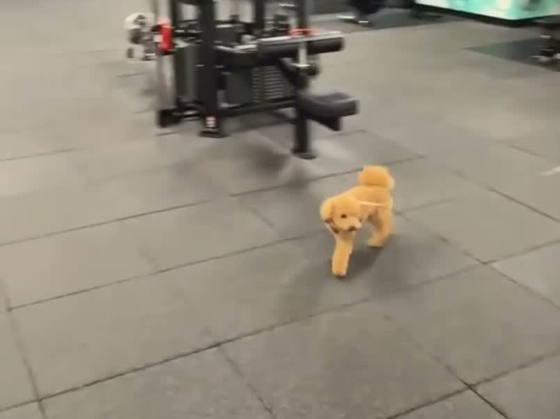 coco trotting through the office gym on her own