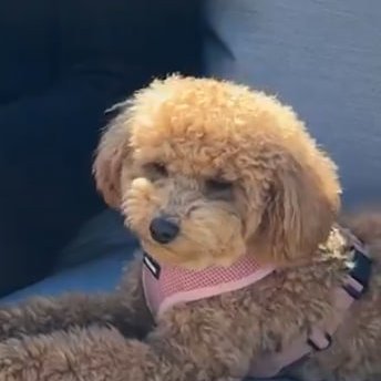 coco, an apricot toy poodle in her pink harness, sitting on the couch